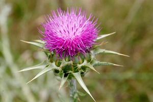 Milk Thistle