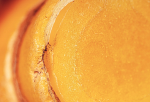 Turmeric (Curcumin Extract)